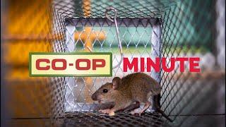 Co-op Minute: Rodent Removal Products