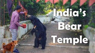 Welcome to India's Bear Temple  (Chandi Mata Mandir)