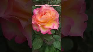 Доброе утро,хорошего дня открытки на каждый день #открытка #доброеутро #видеооткрытка #доброеутречко