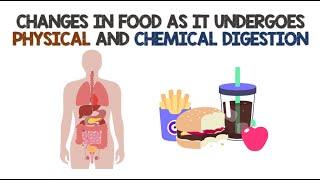 Changes in Food as it undergoes Physical and Chemical Digestion | Animation