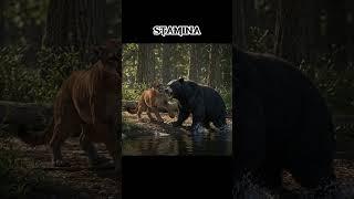 Cougar vs Black Bear! Who Will Win?