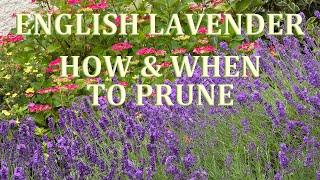 How and When to prune English Lavender 2020