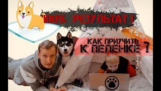 Как приучить щенка к пеленке? Подробная инструкция! 100% результат!