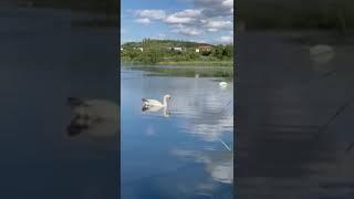 Swan in lake#asmr #europe #islam #trending