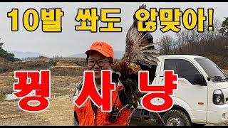 2019 장수군 꿩사냥 수렵 꿩은 많은데 잡지를 못하는 똥포 아재들의 취미