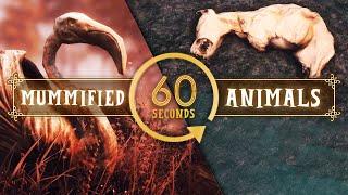 Skyrim Mod - Mummified Animals  (In 60 Seconds)