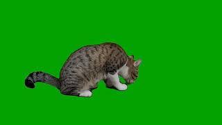 Cat green screen 