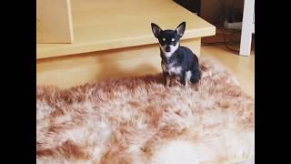 New Lambskin Bed meets Chiwawa