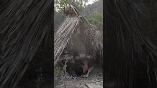 This Quick Survival Shelter will Keep you Dry #survivalshelter #survivalist #wildernesssurvival
