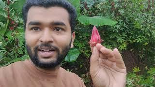 VLOG 9 | Morning with locals & Harvesting  Roselle tea | Pushkar Tiwari | Pranav Igwe