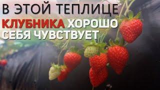 Выращивание в теплице  первая клубника : от фундамента и до урожая!!