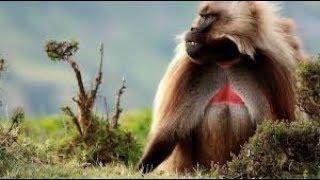 NatGeo Wild - The King Of Monkeys - National Geographic Documentary