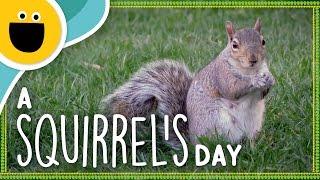 A Squirrel's Day (Sesame Studios)