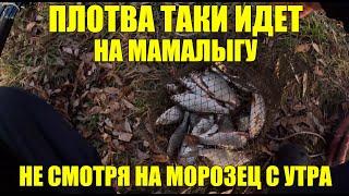 ПОДЛОВИЛИ ПЛОТВЫ НЕСМОТРЯ НА УТРЕННИЙ МОРОЗЕЦ! НА СТАРЫХ МЕСТАХ!