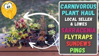 HUGE Carnivorous Plant Haul: Local Seller & Lowes - Venus Flytraps, Ping, Sundew & Sarracenia!