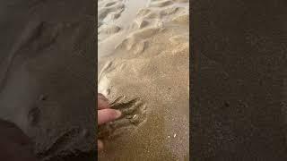 By ali_bnafkir - So pretty #feet #sand #beach #man #boys #men #meme #memes #shorts #tiktok