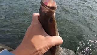 Summer Flounder Fishing in Atlantic City, NJ!