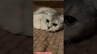 Мия #funny #remix #comedy #memes #humor #fun #novel #sketch #automobile