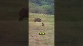 Tiger vs. Giant Wild Boar — Who Backs Down?#wildlife #help #animals #tiger