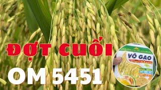 Đợt cuối phun thuốc gì để lúa vô tới cậy nặng kg trúng mùa …