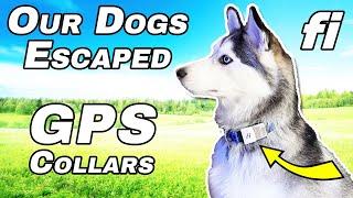 Fi Smart Dog Collar - Our Lost Dogs Story - GPS, Activity Tracking