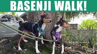 Zinga and Zulu Go For A Walk