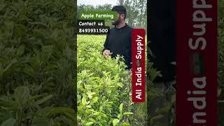 I #Anna #Dorset #Hrmn99 These apple varieties gives crop even 48℃/ contect us for more info