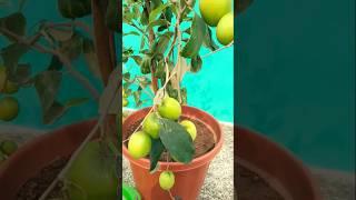 fruiting in a small container   #gardening #ytshorts #music #fruiting