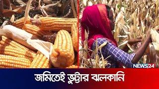 ভুট্টার বাম্পার ফলন তবুও কেন হতাশ চাষিরা? | Vutta | Corn Field | Rangpur | News24