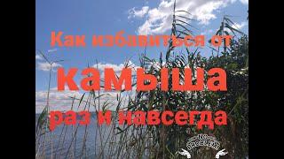 Как избавиться от камыша навсегда.