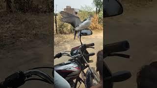 KABUTAR LOVER ️#kabutar #pigeon #pigeons #birds #kabootar #pigeonpose #pigeonlove #kabutarba