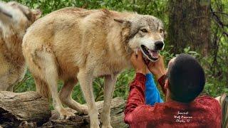 Playing With Wolves in Florida