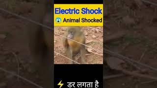 Animal Getting Shocked By Electric Fence | Animal Electric Shock | Electric Shock Monkey