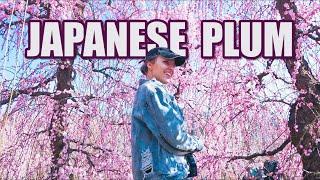 Japanese Plum Farm | What makes Japanese plums so special? | Exotic Japanese food