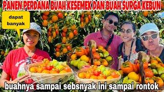 PANEN TERAKHIR  BUAH KESEMEK&BUAH SURGA BISA DAPAT SEBANYAK INI DI KEBUN IRUL!! SEDIH KONTRAK HABIS