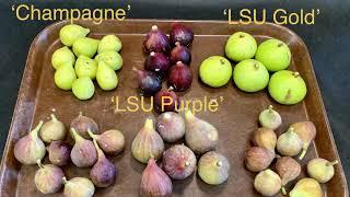 LSU AgCenter Fig Breeding Program