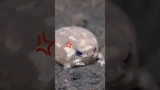 The cutest potato you’ve ever seen is actually a frog  #animal #cute #frog