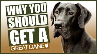 GREAT DANE! 5 Reasons Why YOU SHOULD Get A Great Dane!