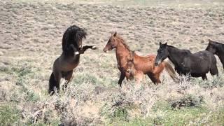 Wild Horses Fighting