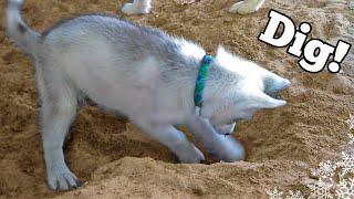 Siberian Husky Puppy learns to DIG