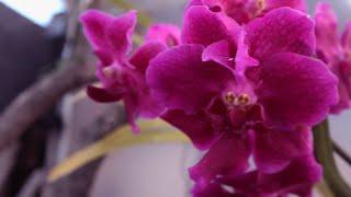 Orquidea Vanda con Mutación: Dos Flores en Una