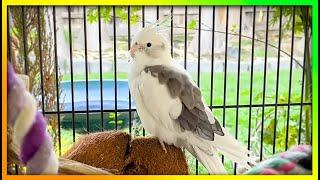 Cockatiels Playing in Sunlight The Bird Sanctuary | 2.5hrs of Songs & Fun