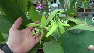 Coelogyne pandurata , Schomburgkia lueddemannii, Dendrobium farmeri