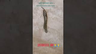 kamera down #short