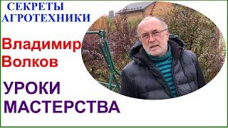 Виноград на севере Подмосковья. Несколько вопросов Владимиру Волкову.