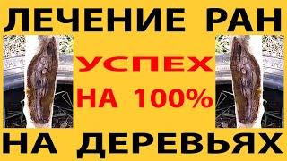 Лечение ран на плодовых деревьях, 100% успех