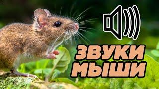 Звук мыши, какой звук издают мыши, мышиный писк