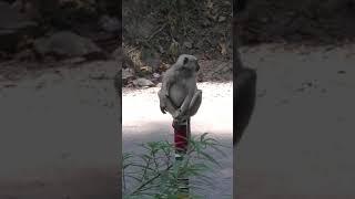 FARTING MONKEY Oops!  Rishikesh ki video | Hum Dil De Chuke Sanam | Funny Animals #shorts