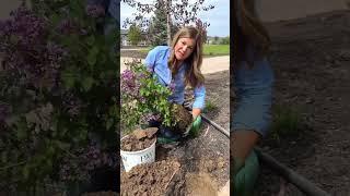 Planting a Reblooming Lilac  // Garden Answer