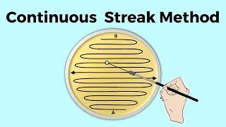 continuous streak plate method | part 5